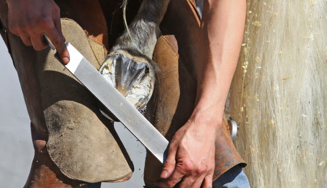 Some horses progress to an inability to lift their hind leg for their hooves to be cleaned, or to be shod by the farrier.