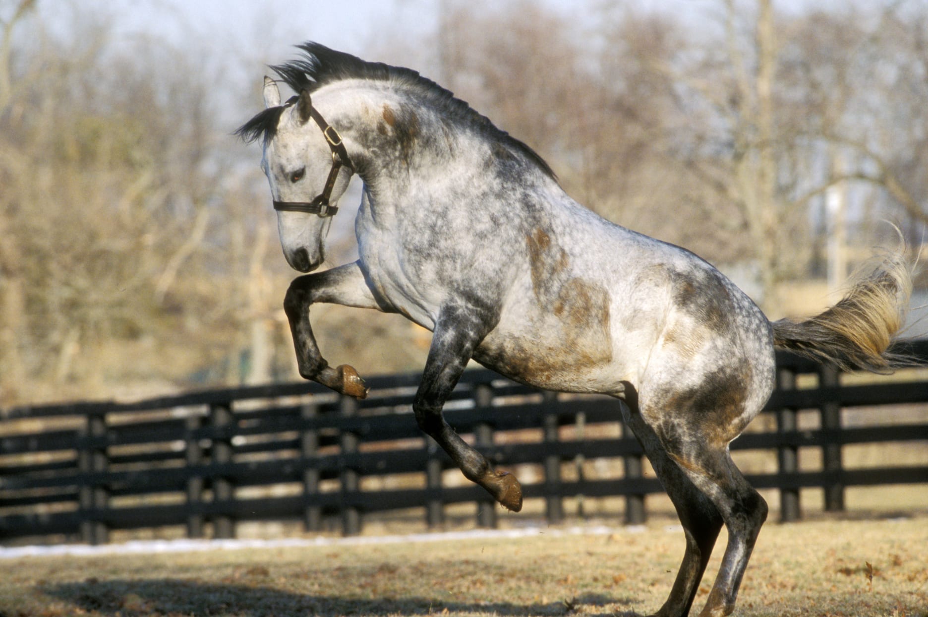 Not all carbohydrates are created equal and their impact on a horse’s demeanour can vary quite dramatically.