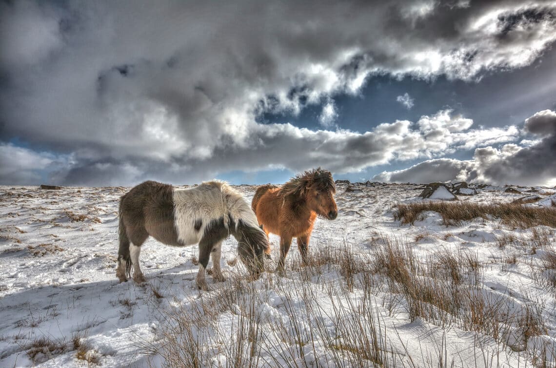 Ponies evolved in colder conditions and to conserve energy they have a unique ability to reduce their metabolic rate and core body temperature at nighttime.