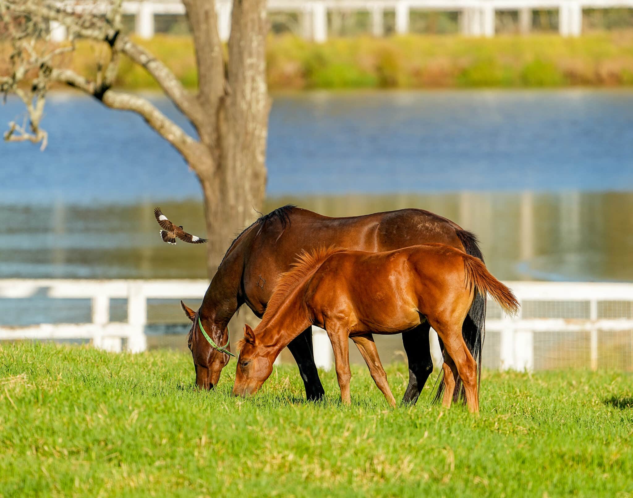 The Catalina team focus on the holistic management, health and welfare of every horse in their care.