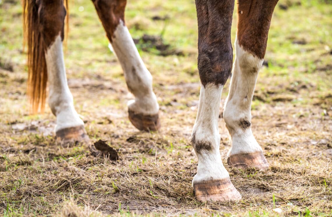 Horses with advanced cases of shivers have a characteristic gait abnormality when backing of holding their leg to the side.