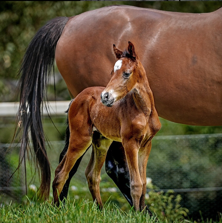 The clone of the famous polo horse Ellerston Eris.