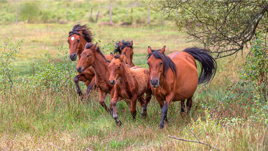 A herd animal, horses like to be with other horses. In nature, a bond develops between every member in the group, with each horse having their place within the social hierarchy.