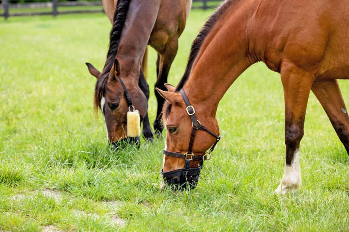 Sweet feeds that contain primarily cereal grains and molasses can boost the NSC content to 45 to 50%.