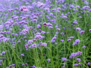 Wild verbena