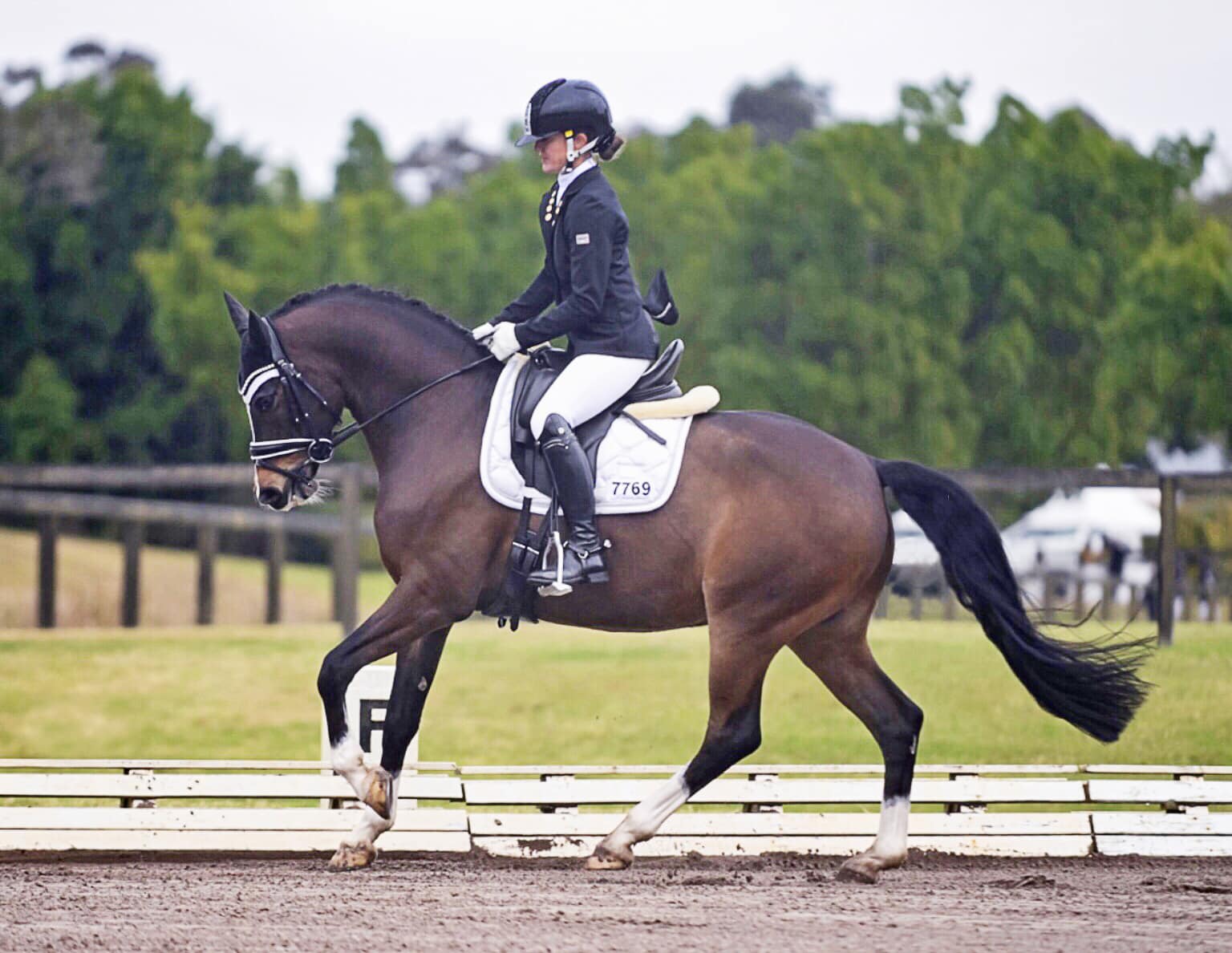 In elementary, the horse learns to engage in a more rounded posture (Image by Rodney's Photography).