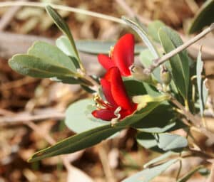 Heart leaf bush (Image by Mark Marathon)