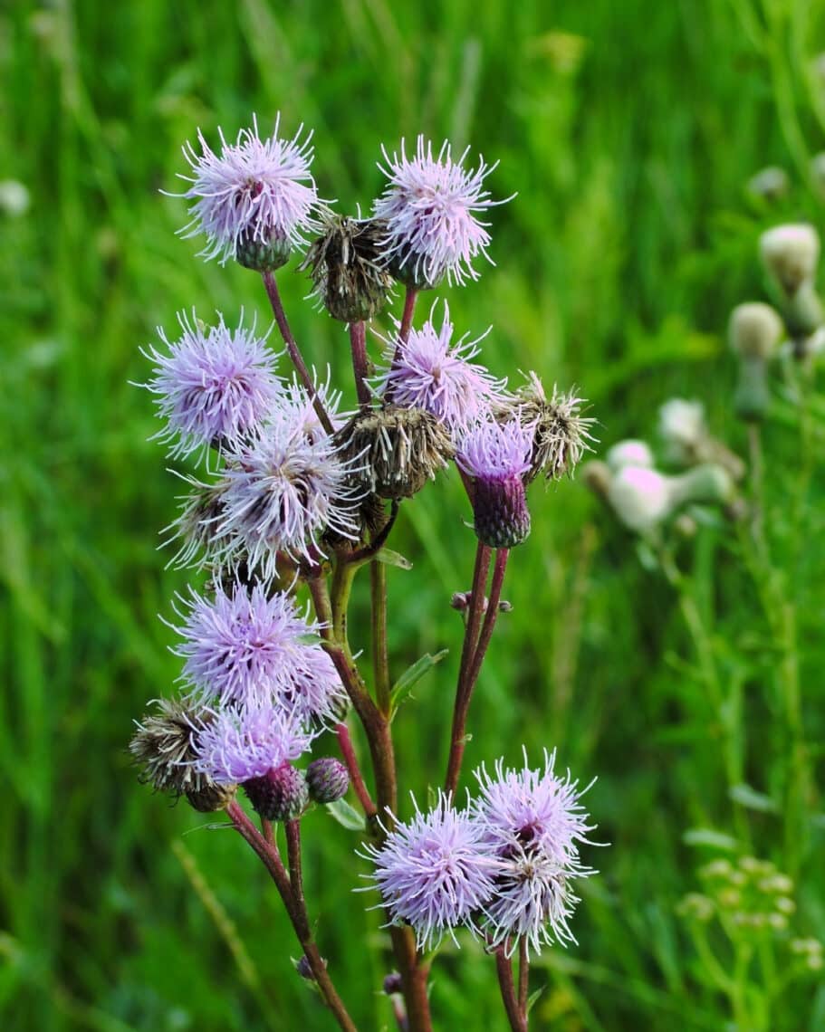 Blue sow thistle