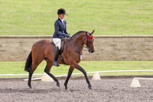 Louise Ryan and Daisy Patch Queen of Hearts won both Amateur Ridden Horse and Led Mare. Images by Rodney’s Photography