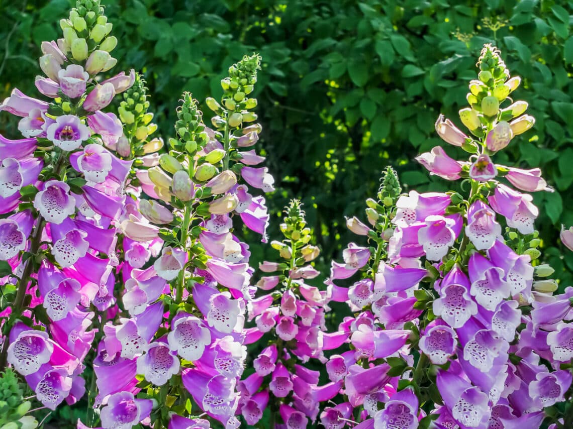 Foxgloves