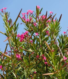 Oleander