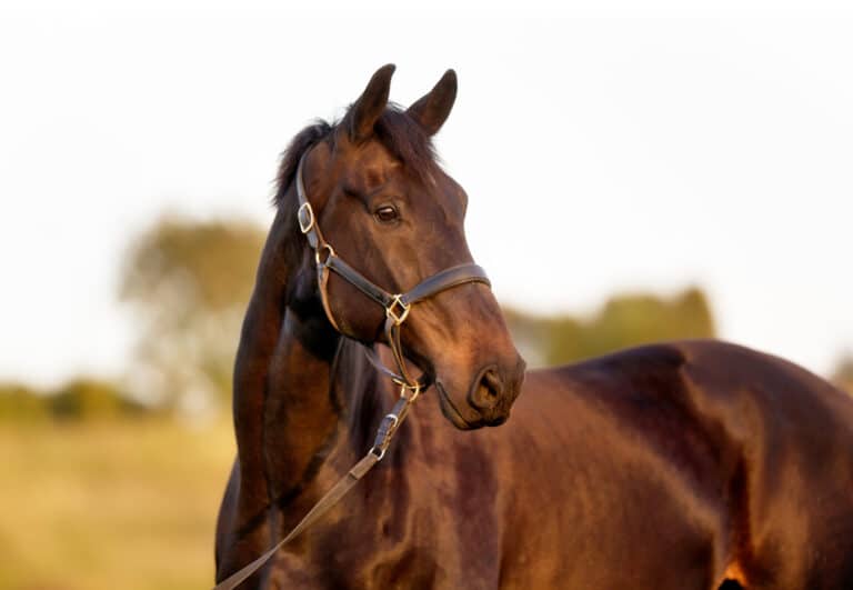 Seven tips for desensitising your horse There's more to desensitising a horse than might meet the eye. CHRISTINE ARMISHAW goes into detail in the first of two informative articles. You would be amazed at the number of times I’ve heard the words ‘my horse is just being naughty’. Yet it’s very seldom that a horse is ‘just being naughty’. Of course, there’s the odd one that is but mostly they're not. And for me, even more amazing are the number of people who've worked with horses for years but don’t realise that what they perceive as ‘naughty’ is actually a result of their own lack of understanding around how the horse is trying to communicate. One of the things I’m most passionate about in my work as a coach and trainer is educating riders so that they better understand their horses, which helps to keep the rider safer, and their horses to have a better life because they feel understood. Your goal should be learning how to communicate with your horse by using their language, by thinking about how they think, and by talking to them in a way they can understand. But before we get into the ‘how to’ of desensitising your horse, the first question is, do you know the signs that indicate your horse is either starting to relax, or is in a relaxed state? Relevant to the process of desensitising (as with all interactions with your horse), these signs are important indicators as to whether what you’re doing is working or just winding your horse up. To understand what you should be looking for, take careful note of your horse’s posture when they’re relaxed as opposed to when they’re stressed. You’ll notice that when they’re relaxed, they will stand with their head lowered and their eye at wither level or below - and it’s this relaxed posture that we want. However, a seemingly calm horse isn’t necessarily a relaxed horse. A horse with their head up, a hard non-blinking eye, and a tightly closed mouth with very little movement in the lip is a horse that’s stressed. They might not be moving their body, or appear to be that bothered, but internally they’re trying to decide whether they’re okay with the situation, or if they should panic and run away. When you first expose your horse to any desensitisation technique (which should always be done at the lowest level of intensity needed to elicit a response) they’re likely to react by throwing their head up, with their eyes wide and mouth tight, and might even start backing away from you. Keep doing whatever it is that you’re doing, but watch your horse carefully. As soon as they drop their head even a little, or maybe blink, or take a step towards you, stop! Reward their softening by taking away the source of stress. Watching their muzzle is key. While a horse is thinking things through, they have a tightly closed mouth. As they start to process the situation, they’ll usually start twitching their lips and nostrils, but what you are really waiting for is a lick and chew, which is them processing information and letting go of tension. Even more of a tension release is the head and neck shake, and the biggest one of all is when they start yawning, which they’ll usually only do after they’ve expended a lot of mental energy and are letting go of the tension caused by all that mental processing. As soon as your horse licks and chews – and the more they learn and understand, the more frequently they’re likely to do it - don’t ask for anything else in that moment, just wait for them to finish the process. The lick and chew, which some horses tend to do much more than others, is really useful for telling you that they’ve processed the information in a calm way, which is what you want. As a side note, if you’re looking to buy a horse, buy one that licks and chews a lot – it’s a sign that they process quite readily rather than internalising stress. Getting down to basics So, now you know what to look for, let’s get into the practical points of desensitising your horse. 1. No need to wait: You don't have to wait until your horse is old enough or ready to ride before you get started. Or, perhaps it’s a rainy day and you don’t feel like riding, or your horse has a light injury and can’t be ridden, then working on desensitising is a really valuable way to make the most of what would otherwise be unproductive downtime. 2. It's not once and done: Don’t go thinking that desensitising your horse can be done in one session. Although you’ll get some benefit, you won’t get it all. Plus, some horses are naturally more spooky than others and need more work. There are those who are initially spooky but quickly get over it, others will take one or two sessions, and some will take session after session before they make progress and may still not be as confident as other horses. And you have to factor that in. Don’t compare your horse with any other horse because it will lead to frustration. And always expect to start off one or two steps back from where you were when you last finished. If your horse is more confident than you expected in the next session, that’s awesome. But if not, don’t get frustrated, which won’t help you or your horse. It’s all part of the learning curve, so expect less, and then if you get more it’s a bonus. 3. The flow on effect: One of my favourite things about the progress you make during a concentrated desensitisation session is that the effects flow on and shape your horse’s overall personality, boosting their sense of self-confidence in other areas of their life. For example, a horse who reacted really badly to sounds had to be ridden in an ear bonnet at home and going off property was not even possible. So their owner gradually taught the horse to develop a calm, relaxed posture. Then one day, instead of going into a frenzy when a tractor started work in a neighbouring paddock, the horse approached the fence, lowered their head and relaxed themselves, because they had been trained to find a place of calmness and relaxation in an otherwise stressful situation. And that’s the flow on effect that filters into their everyday lives. They've learned a new way of managing themselves, essentially, a way of self-regulating that they didn't have before. Don't miss the final four tips in our February 2025 issue. Christine Armishaw Equestrian offers a variety of coaching and other equestrian services at her Otford Valley Equestrian Agistment & Training Centre just south of Sydney, NSW.