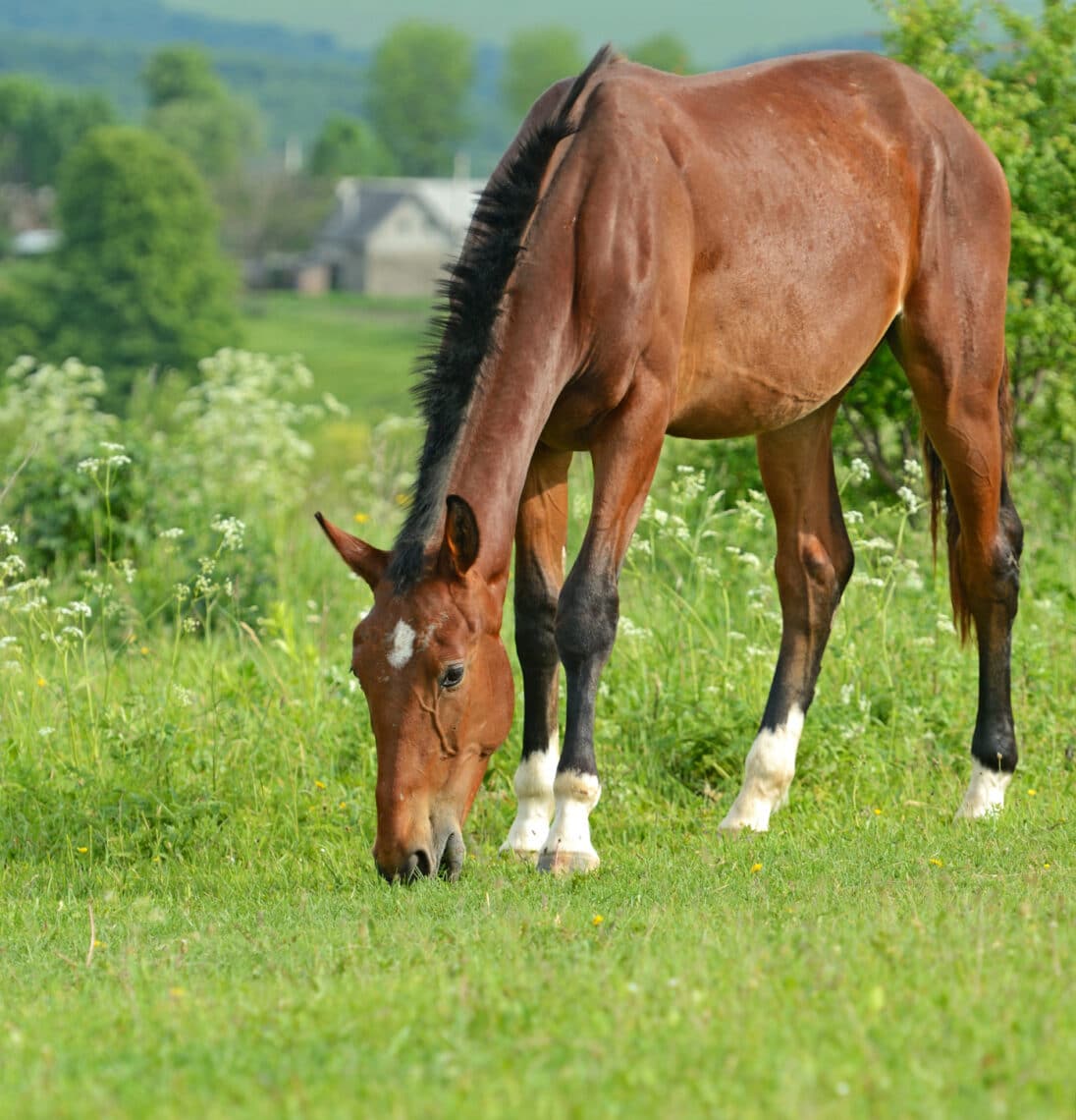 Horses evolved with a digestive tract designed for near continuous forage grazing