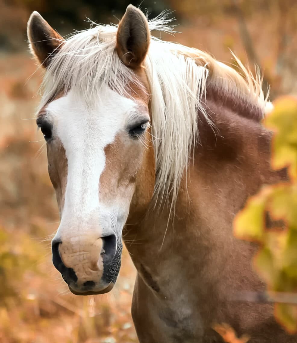 Cresty neck is a sign your horse needs to lose weight.