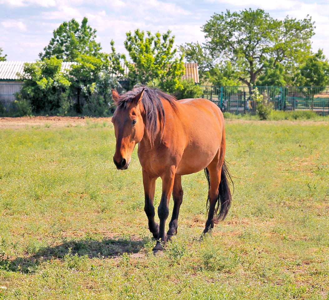 Horses with lowered heads and eyes at wither level or below are relaxed.