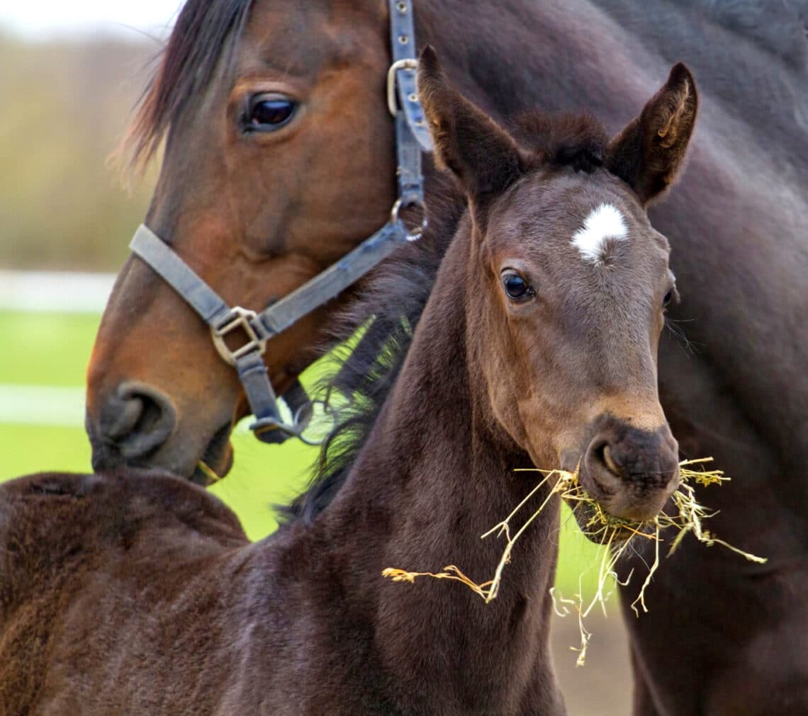 Growing horses benefit from dietary analysis and evaluation.