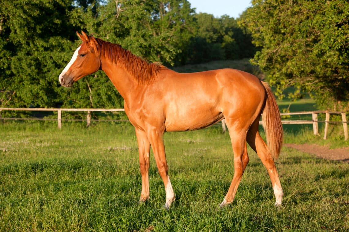 A concentrated energy source, oil allows for a lower grain intake for weight maintenance, or increased body condition in a spelling horse, show horse or a yearling being prepared for the sales.